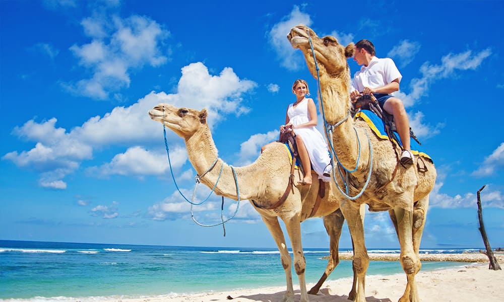 キャメルライド Camel Ride