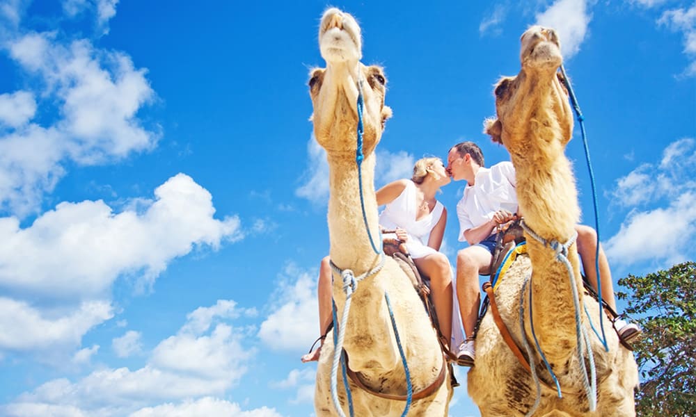 キャメルライド Camel Ride