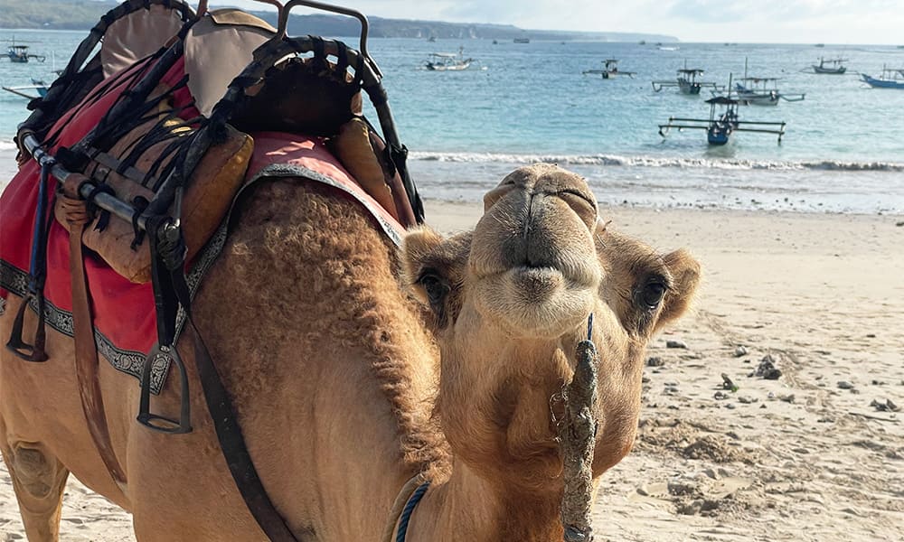 キャメルライド Camel Ride
