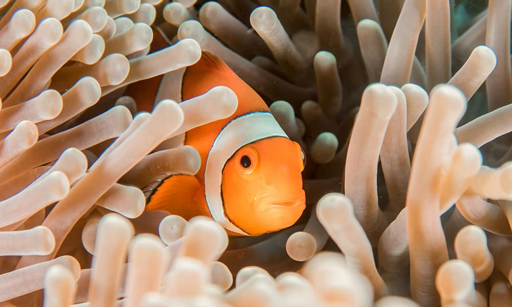 Introductory Diving Introductory Diving