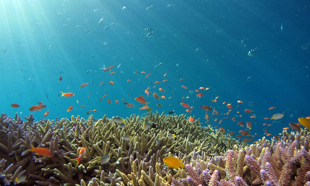 Introductory Diving Introductory Diving