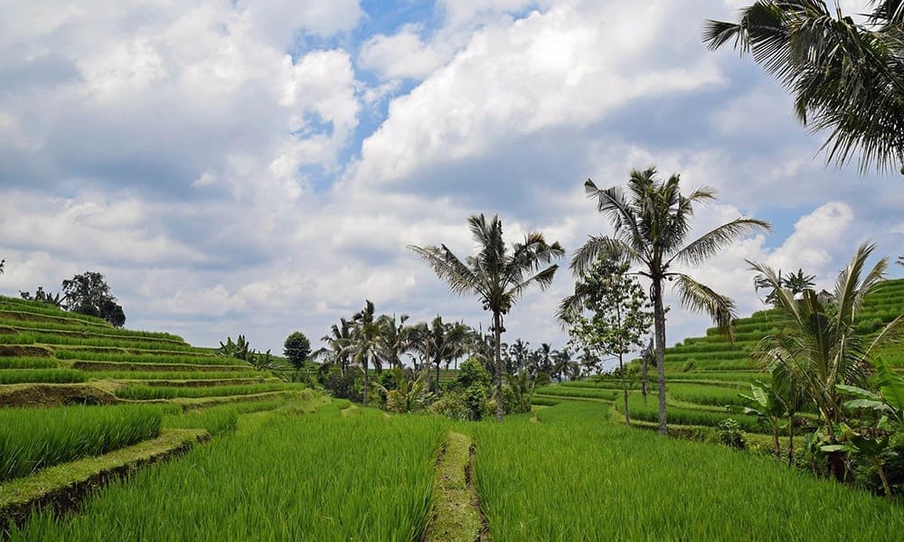 Jatiluwih Rice Terrace