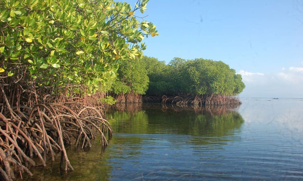 マングローブ林 Mangrove