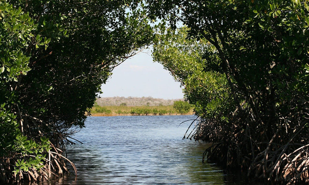 Mangrove
