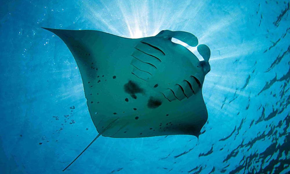 Manta Bay