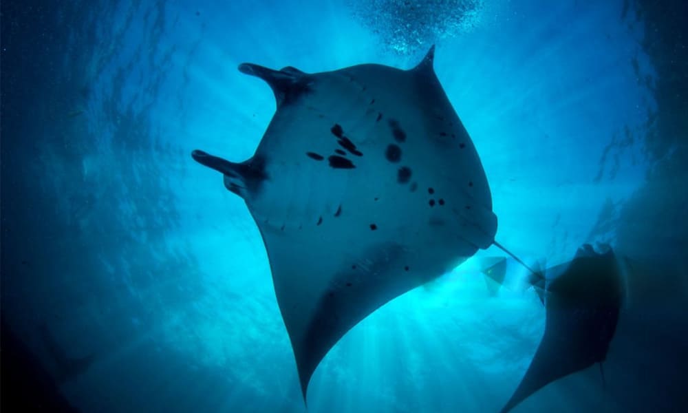 Manta Bay