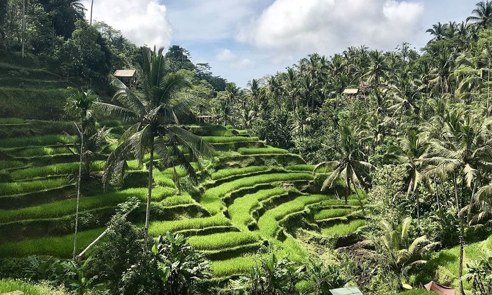 Tegallalang Rice Terrace